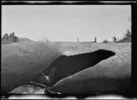 Close-up view of the blast-hole in a Los Angeles Aqueduct feeder pipe, Inyo County vicinity, [about 1927]