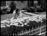 Mrs. Joe Raymond with daisies in garden, 1946