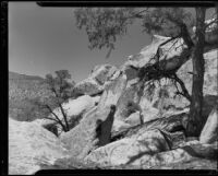 Trees growing in the fork formations at Deadman's Point, Apple Valley vicinity, 1949