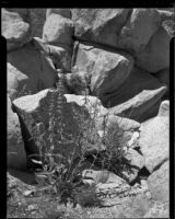 Boulders at Deadman's Point, Apple Valley vicinity, 1949