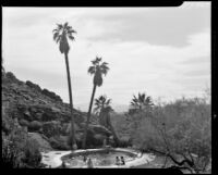 Swimming pool at the Palm Springs Tennis Club, Palm Springs, 1941