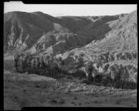 Chuckwalla palms, Thousand Palms vicinity, 1941