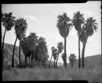 Grove of palm trees at 1000 Palms Ranch, Thousand Palms vicinity, 1941