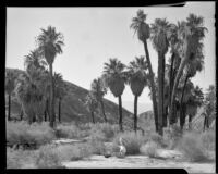 Dorie Doney in a grove of palm trees at 1000 Palms Ranch, Thousand Palms vicinity, 1941