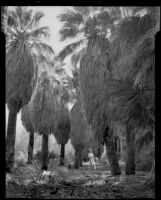 Dorie Doney in a grove of palm trees at 1000 Palms Ranch, Thousand Palms vicinity, 1941