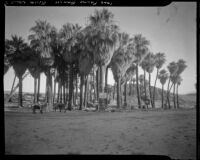 Palm tree grove with visitor accommodations at 1000 Palms Ranch, Thousand Palms vicinity, 1939