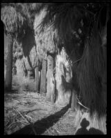 Grove of palm trees at 1000 Palms Ranch, Thousand Palms vicinity, 1939