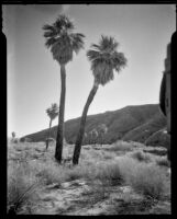 View with palm trees at 1000 Palms Ranch, Thousand Palms vicinity, 1939