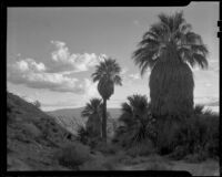 Close-up view of palms from an elevation at 1000 Palms Ranch, Thousand Palms vicinity, 1939