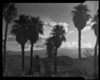 Landscape view through palm trees at 1000 Palms Ranch, Thousand Palms vicinity, 1939