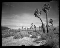 Grove of palm trees at 1000 Palms Ranch, Thousand Palms vicinity, 1939