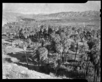 Bird's-eye view of palm tree oasis at 1000 Palms Ranch, Thousand Palms vicinity, 1939