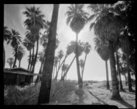 Palm trees in silhouette and guest cabin at 1000 Palms Ranch, Thousand Palms vicinity, 1939