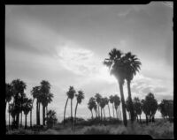 Palm trees in silhouette at 1000 Palms Ranch, Thousand Palms vicinity, 1939