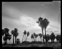 Palm trees in silhouette at 1000 Palms Ranch, Thousand Palms vicinity, 1939
