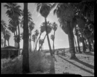 Cabin, guests and palm trees in silhouette at 1000 Palms Ranch, Thousand Palms vicinity, 1939