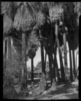Dorie Doney and Paul P. Wilhelm at in a palm grove at 1000 Palms Ranch, Thousand Palms vicinity, 1941