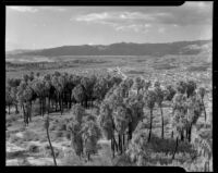 Palm grove at 1000 Palms Ranch, Thousand Palms vicinity, 1939-1941