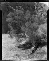 Tree and canyon wall at 1000 Palms Ranch, Thousand Palms vicinity, 1939-1941