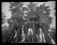 Upward view at a palm grove canopy at 1000 Palms Ranch, Thousand Palms vicinity, 1939-1941