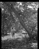 Marjorie Duggan standing beneath a tree, Santa Monica, 1943