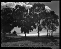 View of the Pacific Ocean through eucalyptus trees, Huntington Palisades, Pacific Palisades, 1940-1946