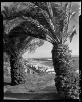 Two palms on the Palisades Cliffs at Montana Avenue, view toward the Santa Monica coastline, Santa Monica, 1946