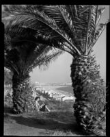 Carolyn Bartlett beneath palm trees on a Palisades Park cliff at Montana Avenue, Santa Monica, 1946