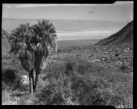 Chino Canyon, palm trees and valley, Palm Springs, 1938