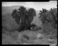 Chino Canyon, palm trees, Palm Springs, 1938