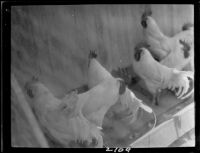 Leghorn chickens in a corral, Fontana, 1928-1931