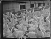 Leghorn chickens outside of a coop, Fontana, 1928-1931