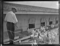 Man feeding chickens outside of a coop, Fontana, 1928-1931