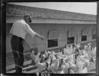 Man feeding chickens outside of a coop, Fontana, 1928-1931