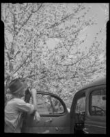 Adelbert Bartlett (?) among the cherry blossoms, Beaumont, 1938
