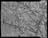 Cherry blossoms up close, Beaumont, 1938