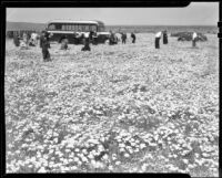 Visitors at a field of California poppies, Antelope Valley, 1937