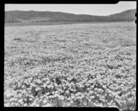 A field of California Poppies, Antelope Valley, 1937