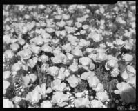 California Poppies up close, Antelope Valley, 1937