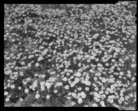 California Poppies up close, Antelope Valley, 1937