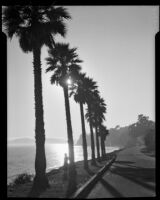 Woman standing next to a palm tree along a coastline drive, Santa Barbara, 1939