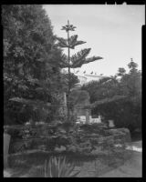 House with coniferous tree, (Santa Monica?), 1939-1965