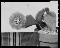 Beavertail cactus, Santa Monica, 1947