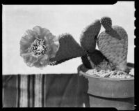 Beavertail cactus, Santa Monica, 1947