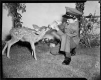 Boy in a Ramsey School uniform feeding a small deer, Santa Monica, 1950