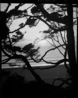 View of a beach through a pine tree, Monterey (possibly)
