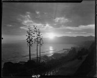 Sunset view of century plants, the California incline and Santa Monica Bay, Santa Monica, 1928