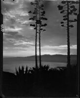 Sunset view from Palisades Park of century plants and Santa Monica Bay, Santa Monica, 1928
