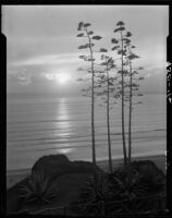 Sunset view from Palisades Park of century plants and Santa Monica Bay, Santa Monica, 1928