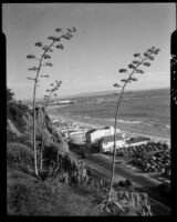 Century plants on the cliff edge of Palisades Park with Santa Monica Beach in the background, Santa Monica, 1938